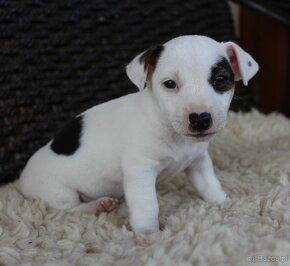 Jack Russell Terrier piesek - 2