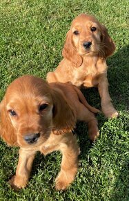 Szczenięta Golden Cocker Spaniel - 2