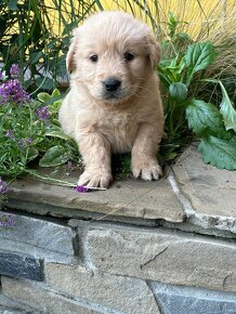 Szczenięta Golden Retriver - 2