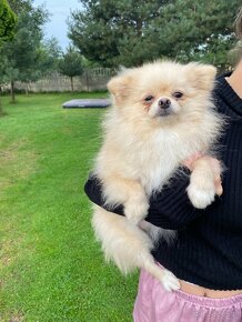 Beautiful Cream Female Pomeranian FCI - 2