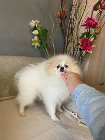 Beautiful Female Pomeranian FCI - 2