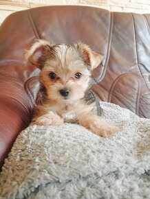 Sprzedam Yorkshire terrier - 2