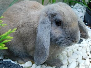 Samczyk beżowy mini lop - 2