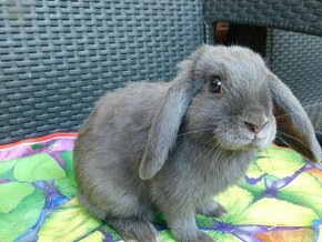 Niebieskie baranki mini lop samiczki - 2