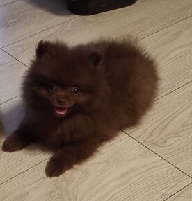 Szpic pomeranian - 2