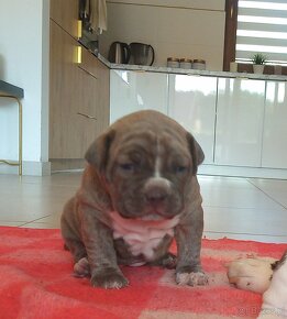 American bully - 2