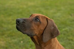 Piękne Rhodesian ridgeback - 2