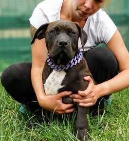 Szczenięta American Bully Xl - XXL Bloodline DDK9 - 2