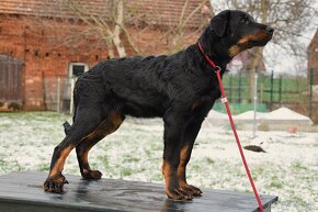 Beauceron - szczenięta FCI - 2