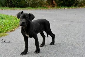 Cane Corso szczenięta FCI pedigree - 2