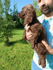 Czekoladowy pies cocker spaniel angielski - 2