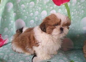 Shih Tzu - 2