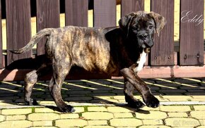 Cane Corso szczenięta FCI pedigree - 2