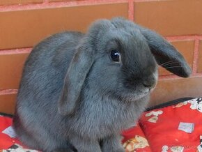 Niebieskie baranki mini lop - 2