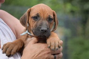 rhodesian ridgeback samiec - 3