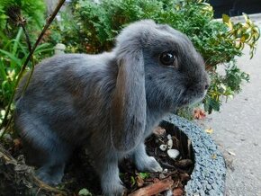 Niebieskie baranki mini lop - 3