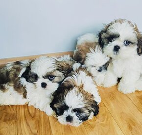 Shih tzu - 3