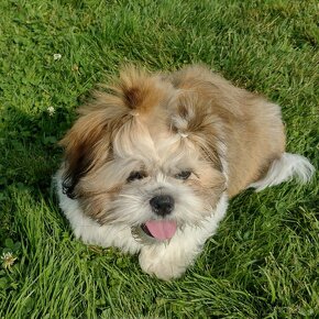 Shih tzu piesek - 3