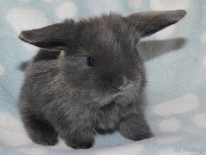 Niebieskie baranki mini lop - 3