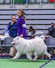 Szczenięta samoyed / samojed rasowe FCI ZKWP - 3