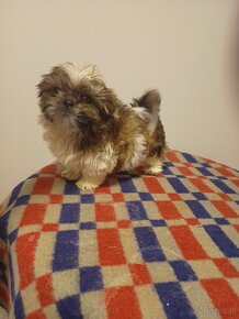 Sprzedam shih tzu pies - 3