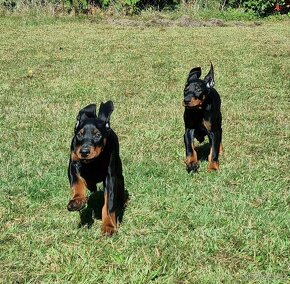 Szczenięta pinczera dobermana z rodowodem - 3