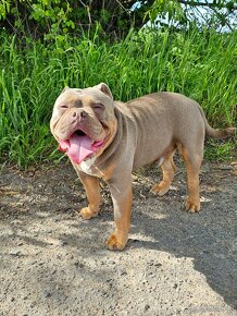 American Bully - 3