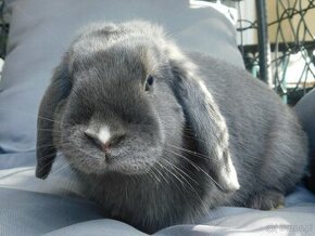 Cudowne baranki mini lop - 3