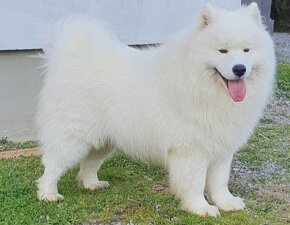 Szczeniaki rasy Samoyed - 3