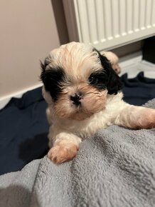 Shih tzu - 3