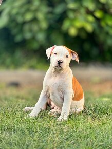 Amstaff - Americkí Stafordsirsky teriér - 3