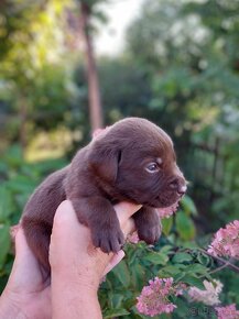 Labrador Czekoladowy Szczenieta - 3