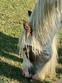 Irish Cob - Luksusowy ogier - 3