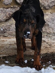 Louisiana Leopard,  Catahoula - 3