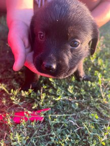 Labrador Retriever - 3