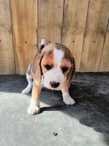 Beagle - 3