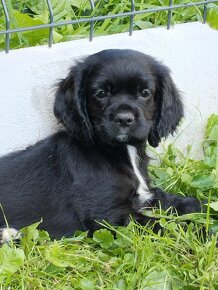 Cocker spaniel amerykanski - 3