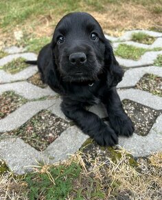 Piękna sunia rasy Cocker Spaniel angielski - 3