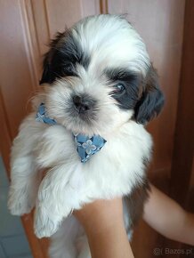 ShihTzu - 3