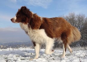 Szczenię Border Collie - Czekoladowy rasowy samiec z Hodowli - 3