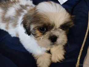 Piesek mieszanka (pekińczyk -shih tzu) - 3