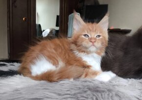 Maine Coon piękne kocięta. - 3