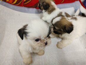 Szczeniaki mieszanka (pekinczyk-shih tzu) - 3