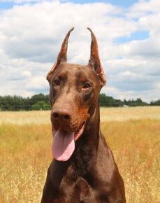 Doberman szczenięta z wyjątkowego skojarzenia ZKwP/FCI - 3