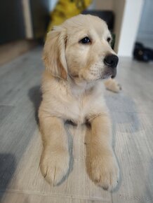 Suczka Golden Retriver - 3