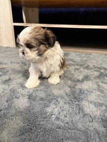 Shih-tzu z rodowodem, Shih tzu, Shi tzu, si cu - 3