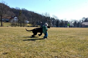 Cane Corso szczenięta FCI pedigree - 3