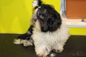 SHIH TZU jak z obrazka - 3