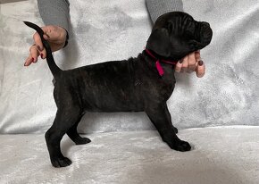 Szczeniaki Cane Corso Italiano - 3