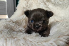 CHIHUAHUA ŚLICZNE SUNIE KOLOR NIEBIESKI BLUE - 3